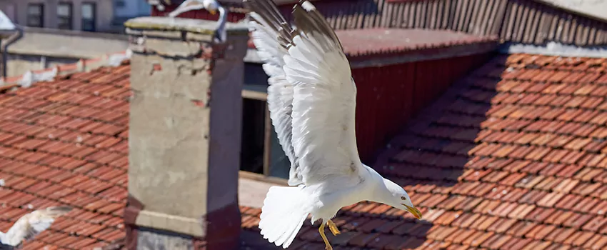 Residential Chimney Animal Removal Solution in Santa Paula, CA